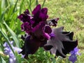 Deep purple iris, bearded iris, in the garden Royalty Free Stock Photo