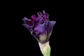 Deep purple Iris flower beginning to bloom against a black background Royalty Free Stock Photo