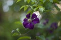 Deep purple or mauve clematis flowers in garden in summer Royalty Free Stock Photo