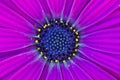 Deep Purple Osteospermum African Daisy