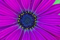 Deep Purple Osteospermum African Daisy