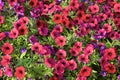 Deep Purple Petunia 820411