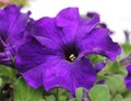 Deep Purple Petunia