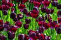 Deep purple tulips planted in a sunny spring garden, Skagit Valley, WA