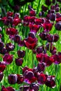 Deep purple tulips planted in a sunny spring garden, Skagit Valley, WA