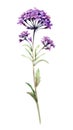 Deep Purple Verbena Bouquet in Contemporary Watercolor Style Isolated on White Background .