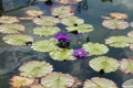 Deep purple water lily flowers and pads flating in a pond Royalty Free Stock Photo