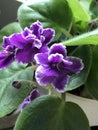 Deep Purple with White Edge African Violet Plant - Streptocarpus sect Saintpaulia