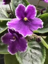 Deep Purple with White Edge African Violet Plant - Streptocarpus sect Saintpaulia