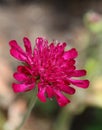 Deep Raspbery Pink Scabious Flowers