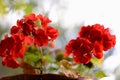 Deep red blooming Geranium Royalty Free Stock Photo