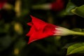 A deep red Brazillian Jasmine bloom in the garden