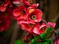 Deep red chinese quince flowers in bloom 3