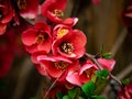 Deep red chinese quince flowers in bloom 4