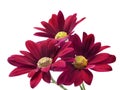 Deep red chrysanthemum flowers Royalty Free Stock Photo