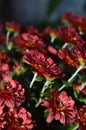 Deep red chrysanthemum flowers outside on an autumn evening Royalty Free Stock Photo