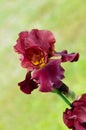 Deep red color Iris flower Royalty Free Stock Photo