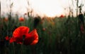 Deep red color poppy flower growing on a green wild Summer field on sunset natural sofft focus background Royalty Free Stock Photo