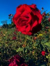 deep red colored rose blooming on a rose bush Royalty Free Stock Photo