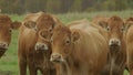 Cow on farmland