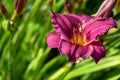 Deep red daylily in full bloom, green leaves as background Royalty Free Stock Photo