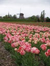 Deep red Dutch tulipfield 2