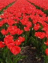 deep red Dutch tulipfield