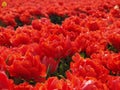 Deep red Dutch tulipfield 4