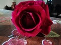 Deep red english rose for love and romance