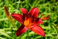 Deep red fire lily closeup. beautiful fragile petals. soft green background. Royalty Free Stock Photo