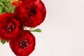 Deep red flower bouquet with copy space on white wood background. Royalty Free Stock Photo