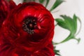 Deep red flower closeup on white background. Festive summer backdrop. Royalty Free Stock Photo