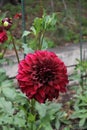 Deep red flower in garden with green lush leaves
