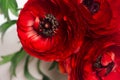 Deep red flower head closeup on white background. Festive summer backdrop. Royalty Free Stock Photo