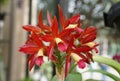 The deep red flowers of Cattleya Chocolate Drop Kodama Royalty Free Stock Photo