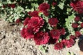 Deep red flowers of Chrysanthemum Royalty Free Stock Photo
