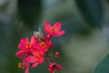 Deep Red Flowers of a Jatropha Tree with a Pollinating Honeybee