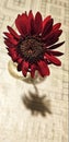 Deep red Gerbera flower Royalty Free Stock Photo