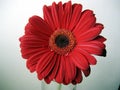 Deep Red Gerbera Flower Top View Close up on Green Background