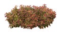 Deep red leaves with bright green yellow rim of tropical garden Coleus painted nettle or poor man`s croton plant bush isolated