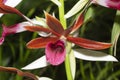 Phaius tancarvilleae Rabin`s Raven Orchid Royalty Free Stock Photo