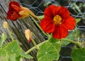 Deep red nasturtium flower growing against green leaves Royalty Free Stock Photo