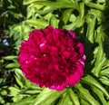 Deep red peony flower