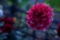 Deep Red & Pink beautiful Flowers Royalty Free Stock Photo