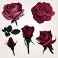 Deep Red Realistic Roses Vector Clip Art