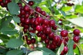 Sprig of cherries overloaded just before the harvest Royalty Free Stock Photo