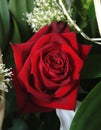 Deep Red Rose Royalty Free Stock Photo