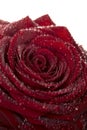 Deep red rose flower with dew drops Royalty Free Stock Photo