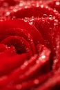 Deep red rose frower background with water drops Royalty Free Stock Photo