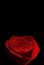 Deep red rose isolated on black Royalty Free Stock Photo